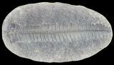 Pecopteris Fern Fossil (Pos/Neg) - Mazon Creek #72358-1